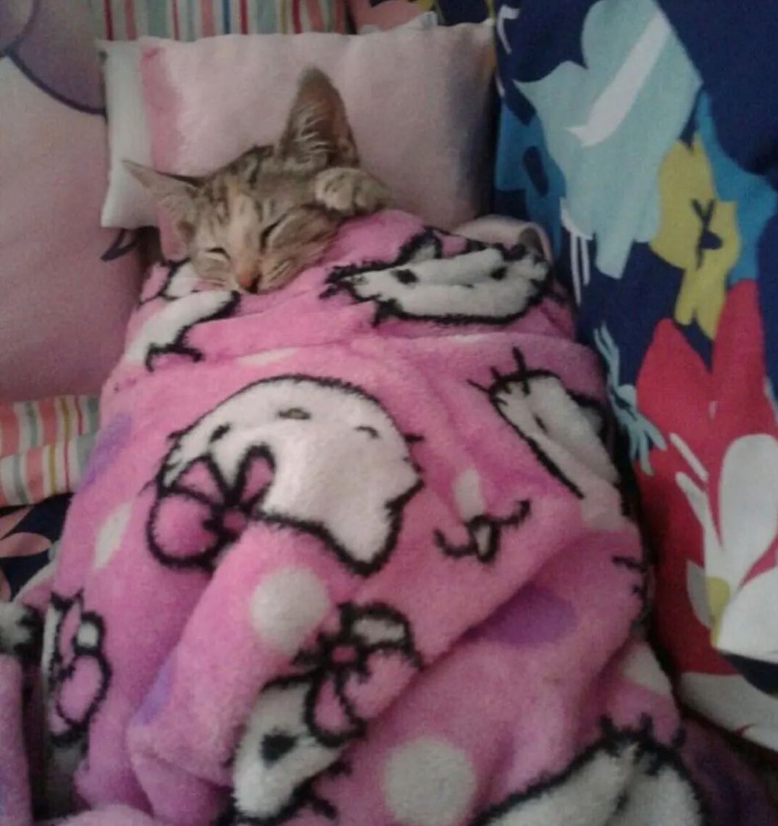 Punch Cat tweet media