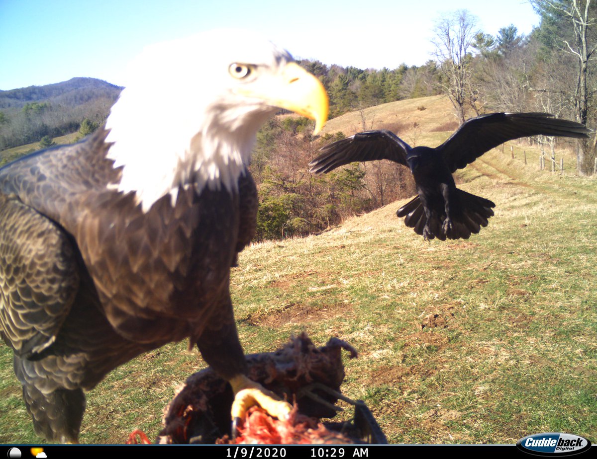 Trail_Cams's tweet photo. https://t.co/uaviPMXS0u