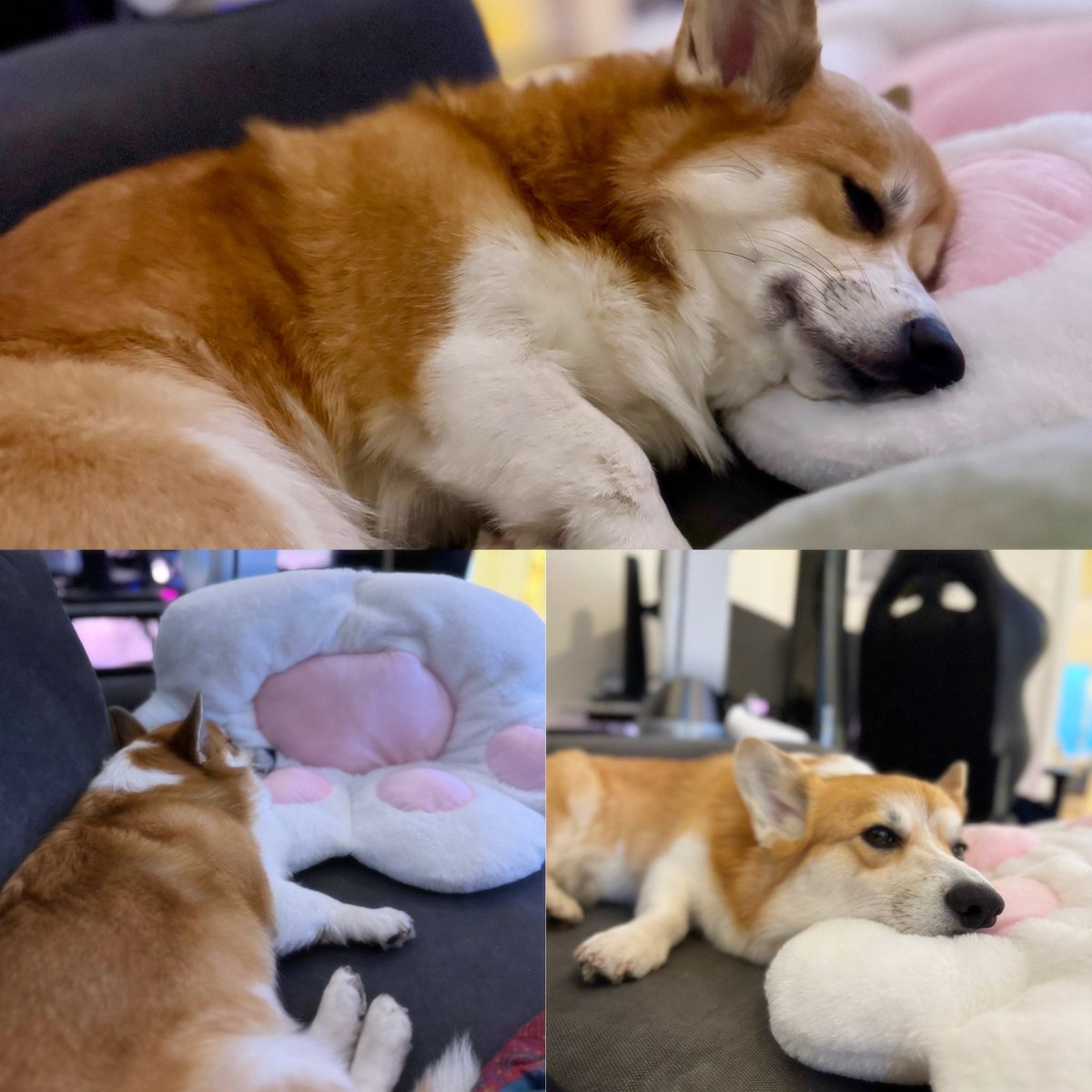 Since I got back from shoulder surgery CJ hasn’t left my side. It’s amazing how dogs just know when you need them most. My little fluffy nurse is on duty 24/7! 🐾💖 #corgi #dogsjustknow