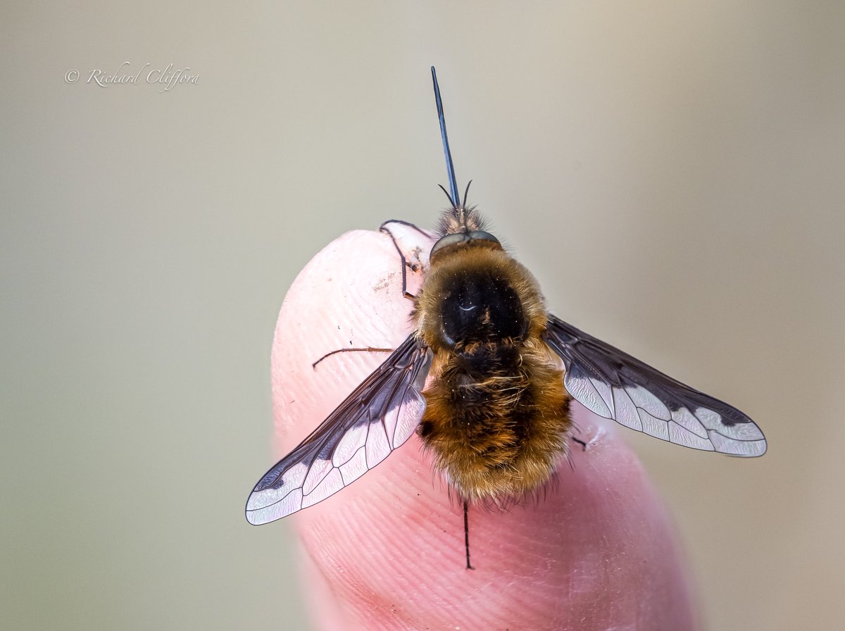 Looking forward to seeing #Beeflies emerging in the spring. 
Always a joy to see them dancing around the flowers in the garden. 
#springtime 
<a href="/WorcsWT/">Worcs Wildlife Trust</a> <a href="/BBCSpringwatch/">BBC Springwatch</a>