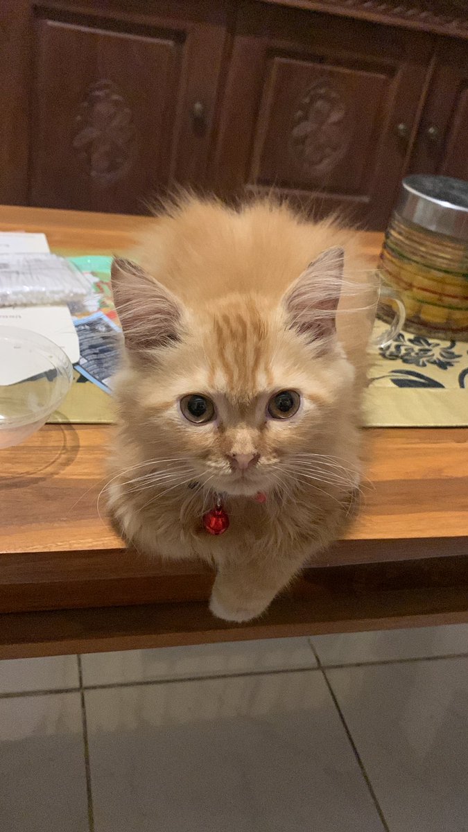 khansadnh's tweet photo. Mainan baru 😼😼😼 https://t.co/WkdVNMYN8c