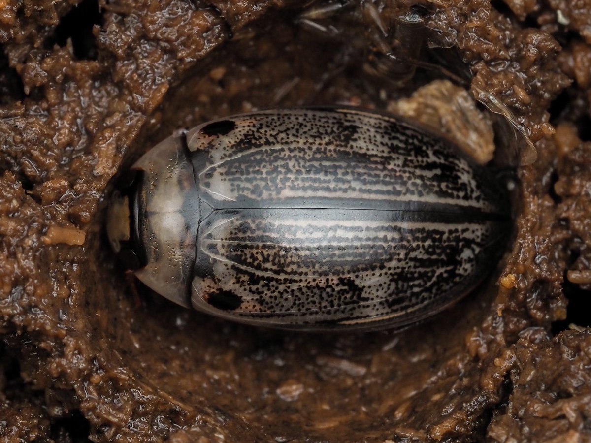 ヤンバルオオイチモンジシマゲンゴロウが羽化。