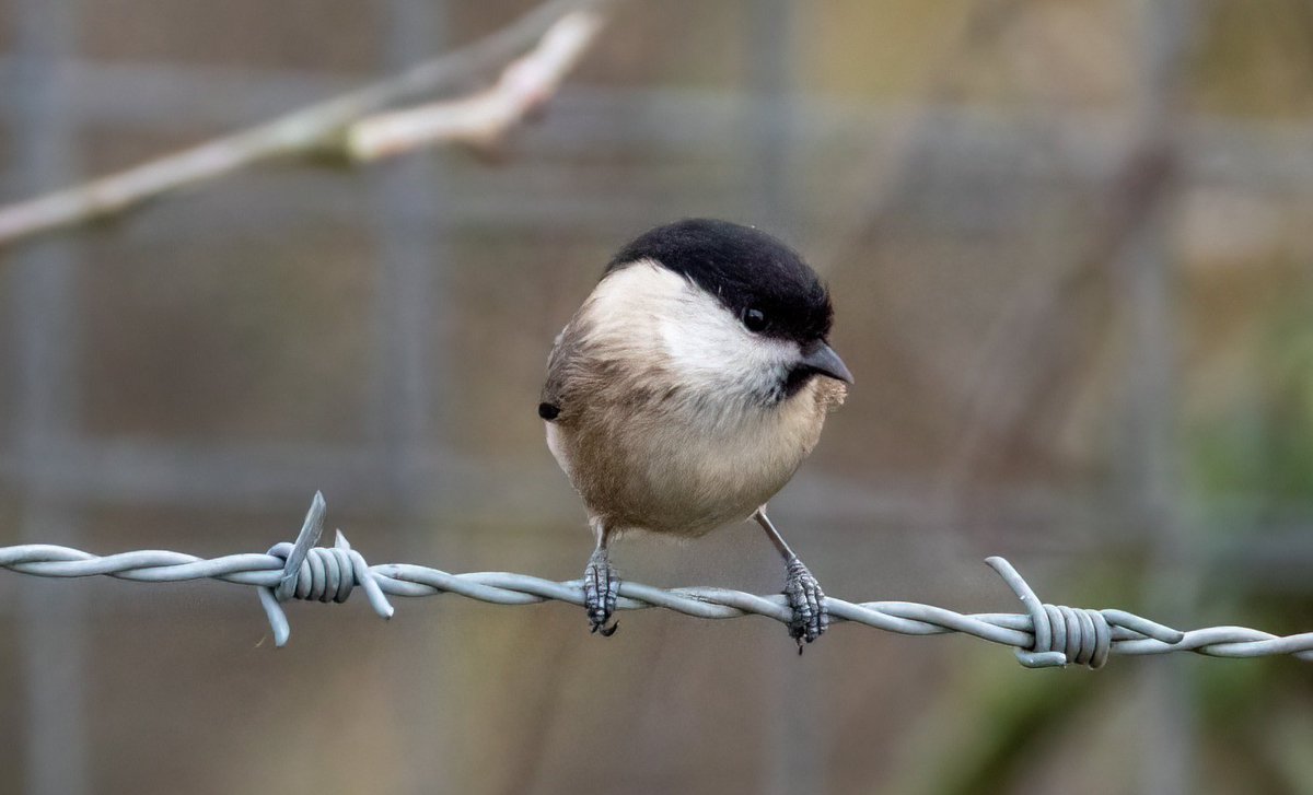 Our 100th bird of 2025 was this cracking Willow Tit this afternoon. 
<a href="/FairburnBirders/">Fairburn Ings Bird Group</a>