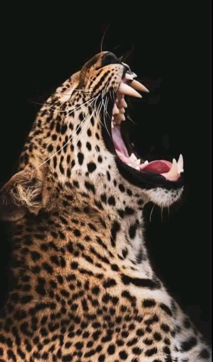 DrSelelwa's tweet photo. Urgent🚨🚨🚨
———————
🔥🔥🔥🔥

#Saké, svp chers compatriotes, veuillez demander à SADC de se calmer, on tape pas les gens comme ça.Carnage encours

#Kibumba: ça saigne,c’était la seule chose à faire pour punir les incirconcis 

#Murmure🔥
#Karuba🔥
#Kingi🔥

HADI MWISHO
FARDC❤️🇨🇩 https://t.co/bt5q6IiHOk