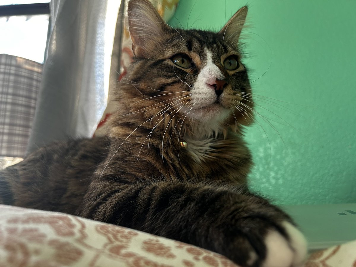 PrinceFinn23038's tweet photo. 👀

#cat #cats #Caturday #CatsOfX #CatsOfTwitter https://t.co/rJZHAVTaCP