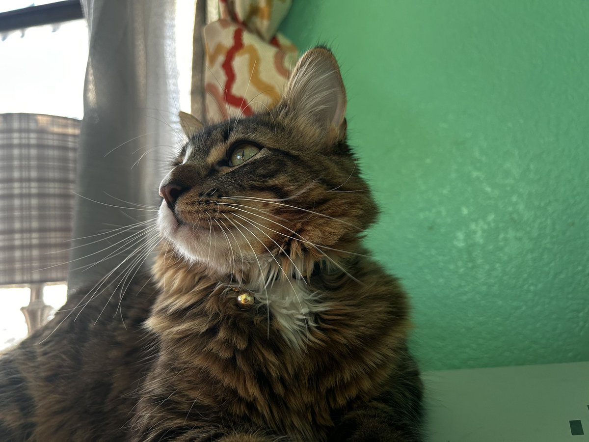 PrinceFinn23038's tweet photo. 👀

#cat #cats #Caturday #CatsOfX #CatsOfTwitter https://t.co/rJZHAVTaCP