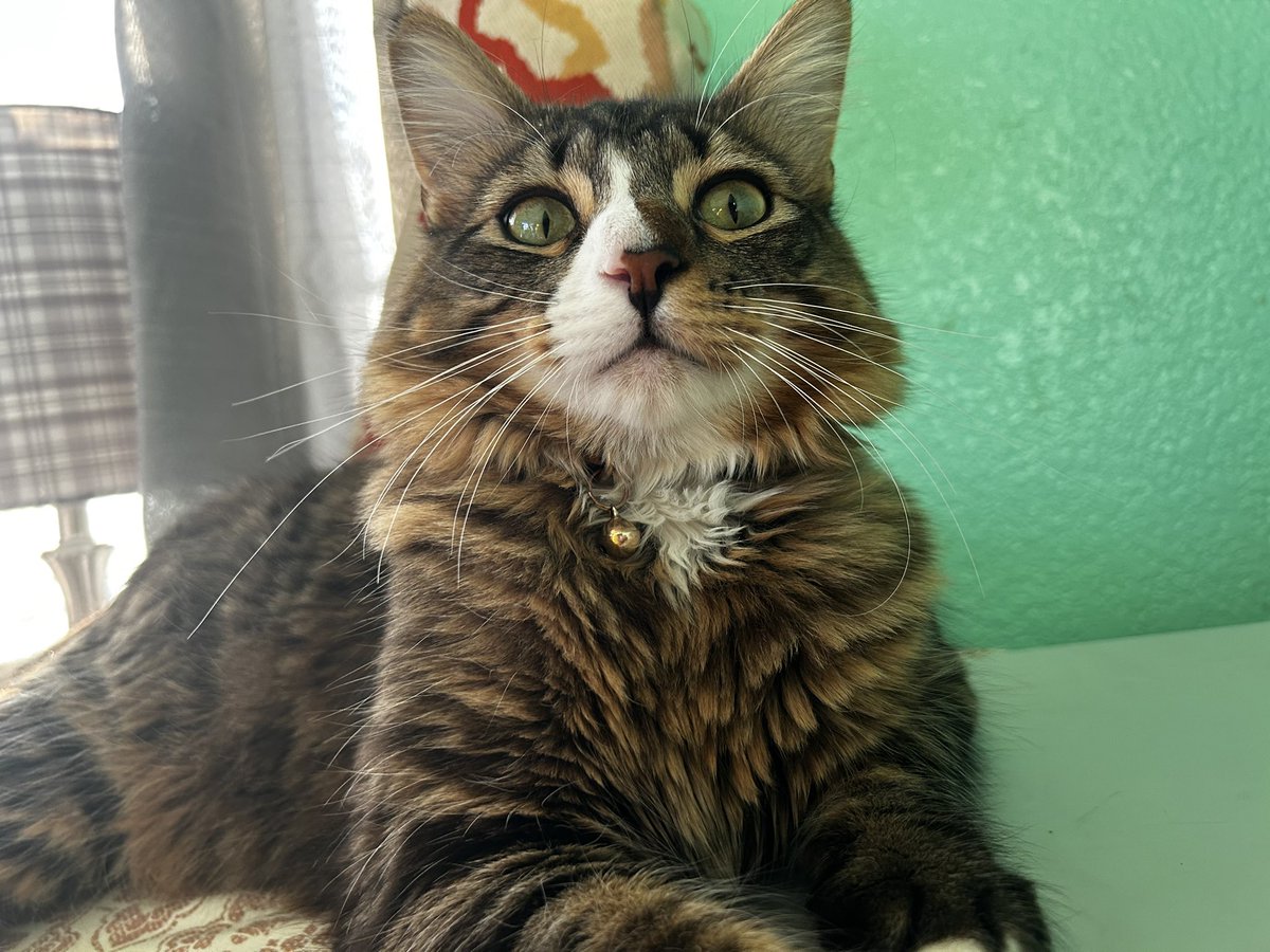 PrinceFinn23038's tweet photo. 👀

#cat #cats #Caturday #CatsOfX #CatsOfTwitter https://t.co/rJZHAVTaCP
