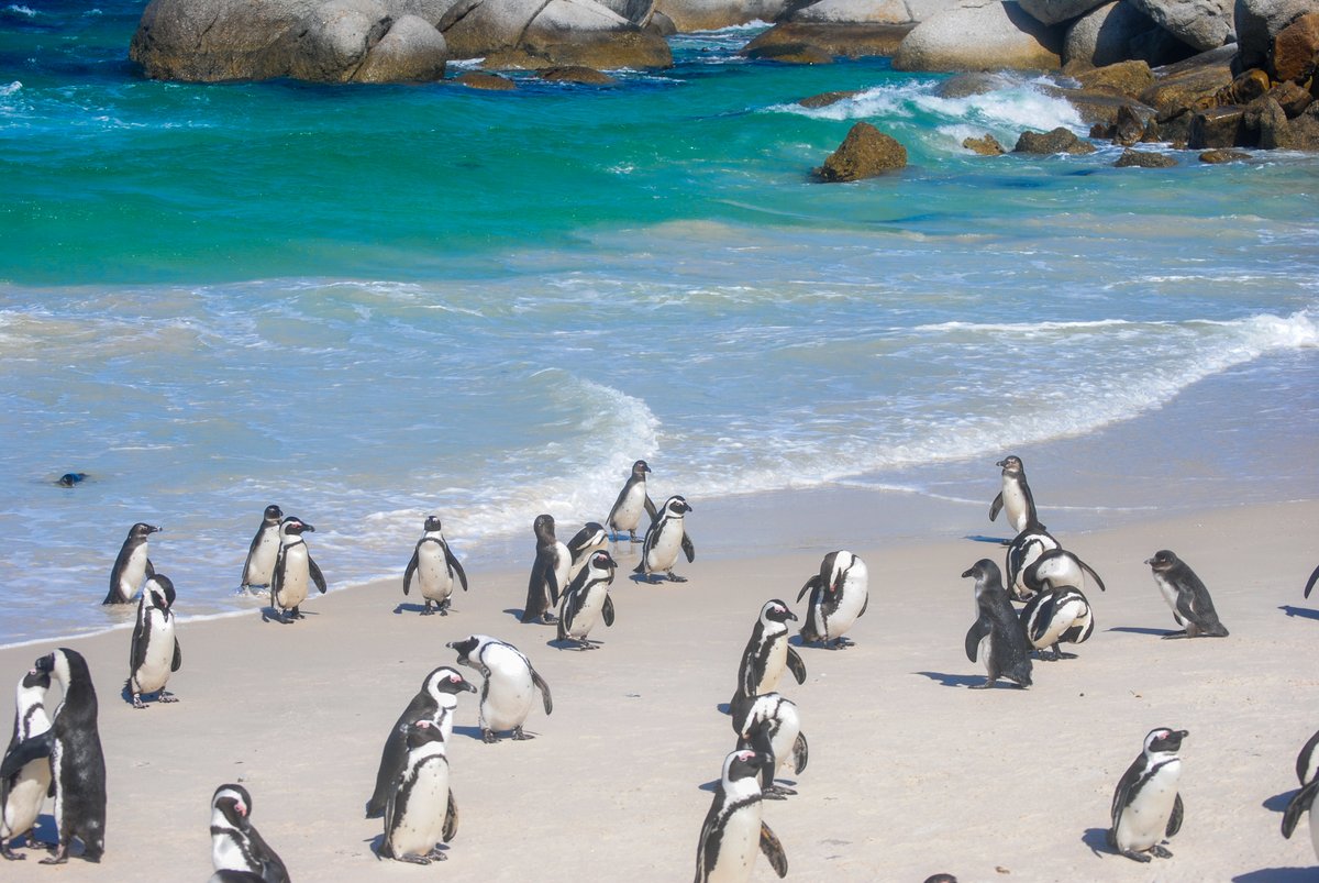 NEAQ's tweet photo. The Aquarium's @MCAF_NEAQ team recently visited Boulders Beach, South Africa, home to a colony of critically endangered #AfricanPenguins. 🐧

This species is now on the brink of extinction. Read more on how we've committed to help protect them: https://t.co/p2ehtdw2ef

#MCAF https://t.co/Iyy7OiKvqZ