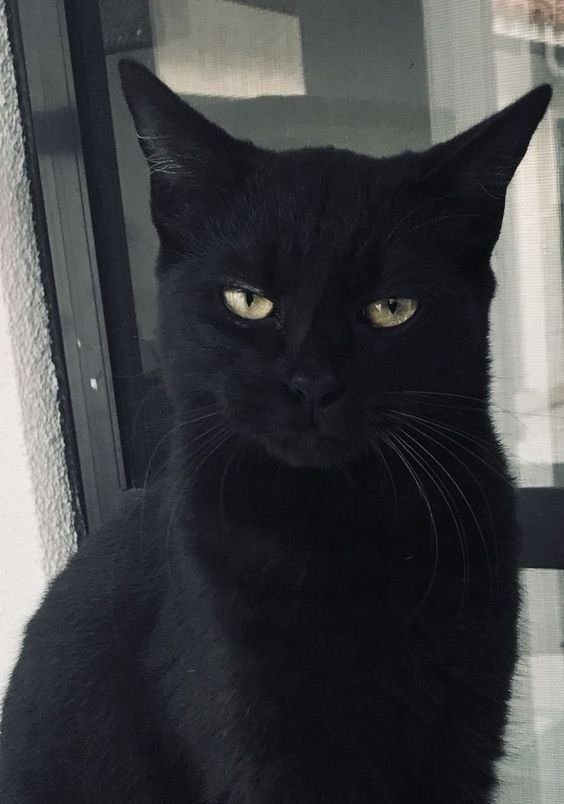 Black cats are not bad luck tweet media