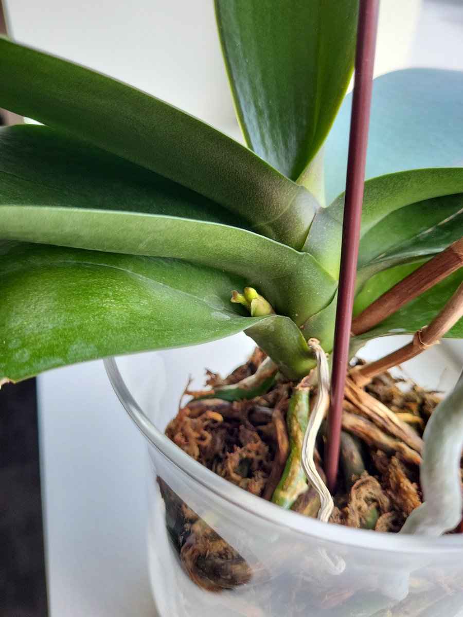 spadgington's tweet photo. The week that was.
Orchid watch. #flowerreport https://t.co/r1ktFyq5bG