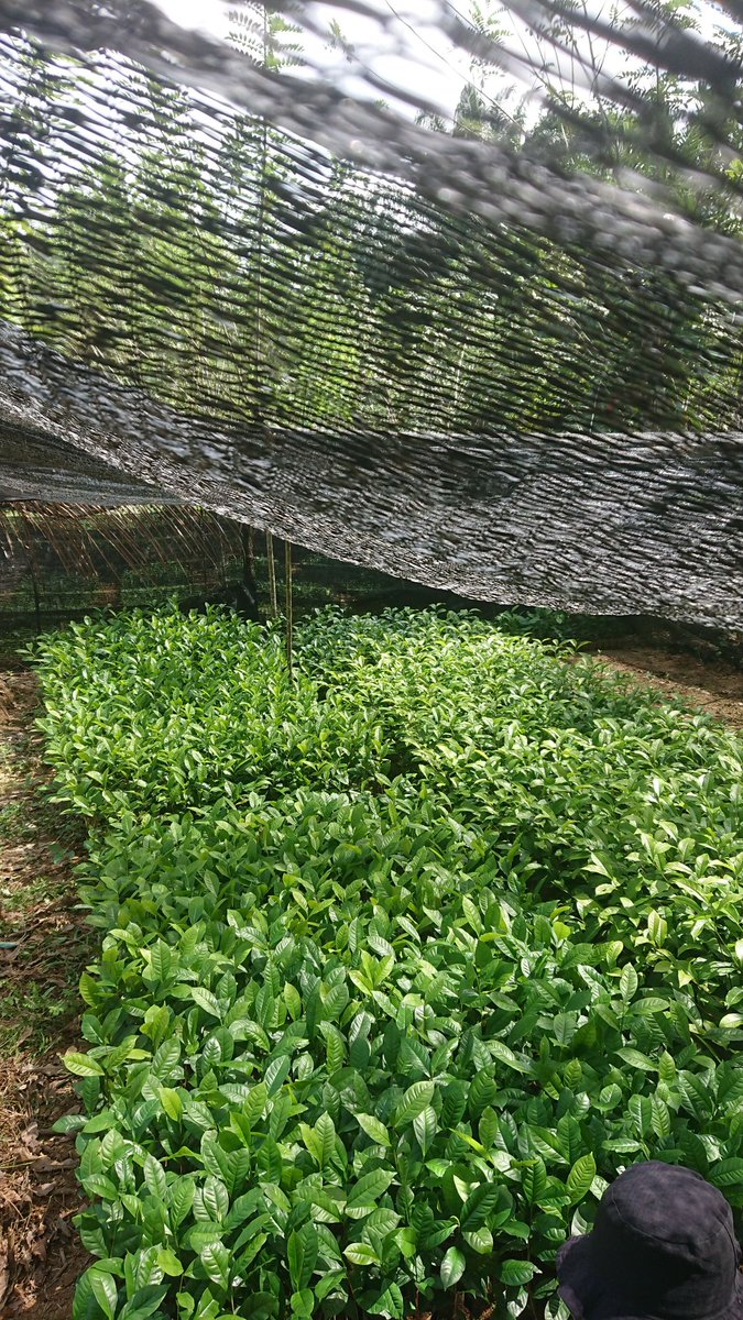 vagaalk's tweet photo. 🌿 Grow Your Own Tea Garden! Premium Tea Plants Available in Ratnapura – Shop Now on https://t.co/QQXQ6egBGx! 🌱

https://t.co/9VbG4tV1LX

#teaplants #ratnapuratea #srilankagardening #teagarden #vagaalk #sustainablefarming #outdoorplants #tealovers #plantsmakepeoplehappy https://t.co/ZWHjtH1tcO