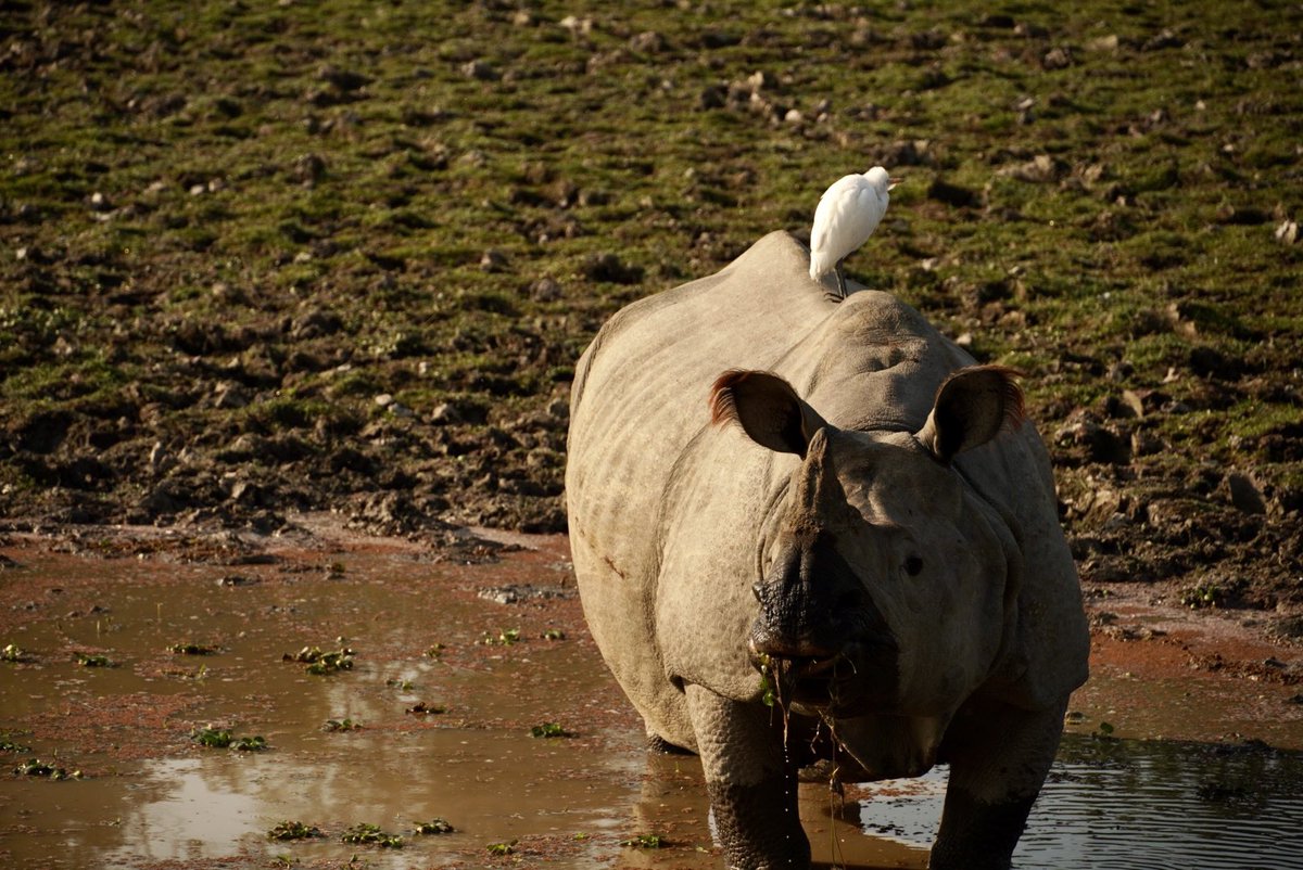 shinghal_uday's tweet photo. Spotted Rhinos like cows out there in Kaziranga National Park! https://t.co/QWxCyoFpX7