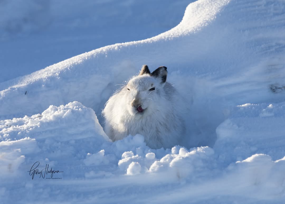 A fabulous week of winter conditions in the Cairngorms. Brilliant for photographing our beautiful mountain hares.
#wildlifephotography #WinterWonderland #scottishwildlife #nature #snow #photooftheday