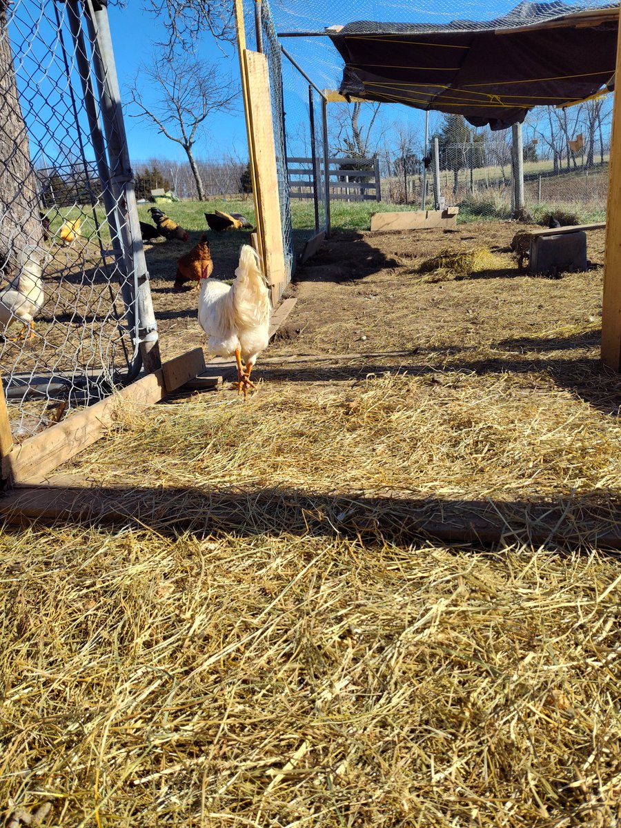 CJs_Chicks's tweet photo. #chickens #backyardchickens #photos #freeranging https://t.co/Vc3Lwndqrx