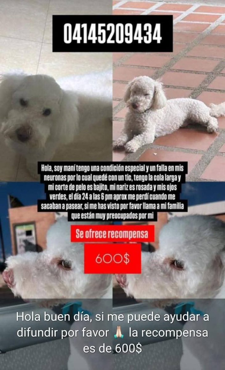 Reportan desde Barinas: Maní sigue perdido desde el 24-12 Por los lados de Makro Barinas, por favor quien tenga información comunicarse al 414-5209434 ❤️🐾❤️🙏🏻 se dan 600$ de recompensa quien lo devuelva sano y salvo
