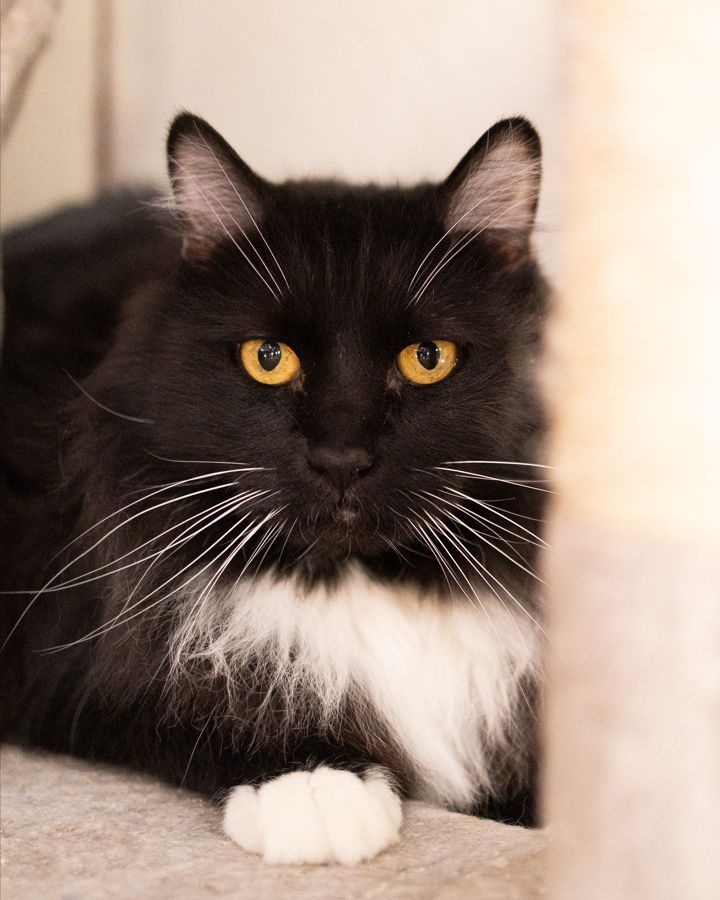 WishesRescue's tweet image. Nike is absolutely and utterly DONE with shelter life. When he first arrived he was vibrant and silly, but Nike is slowly withdrawing. He would do great in a foster home or with an adopter! Playful and fluffy, Nike comes with a recent grooming and lots of love to give! #Tucson