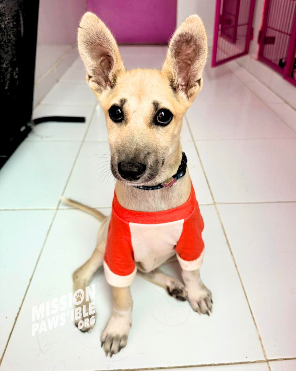 Mission Paws'ible Charity tweet media