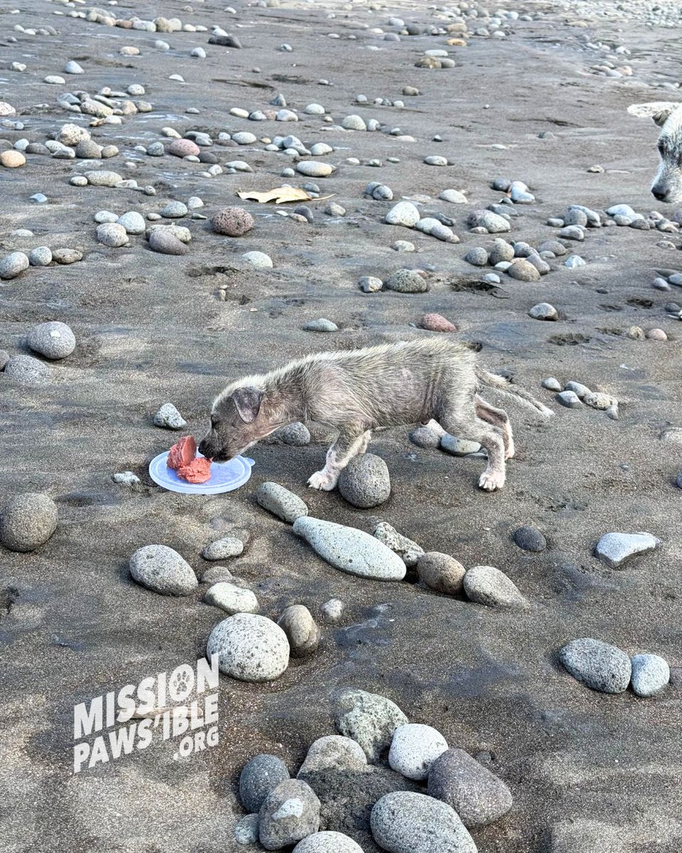 Mission Paws'ible Charity tweet media