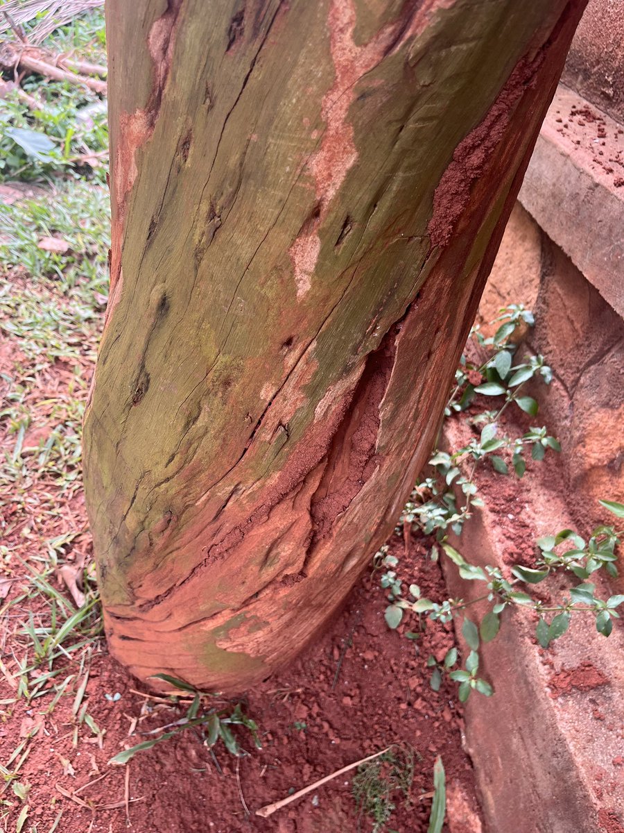 Twesigamukama tweet media