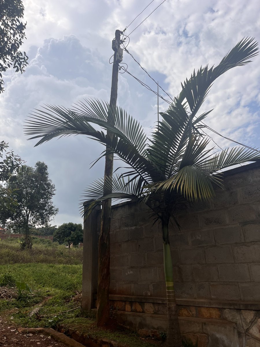 Twesigamukama tweet media