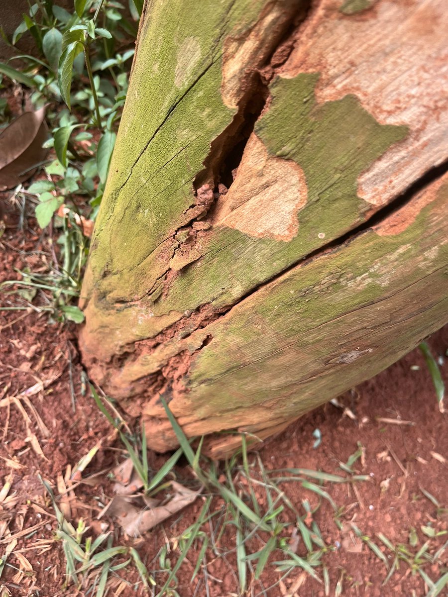 Twesigamukama tweet media