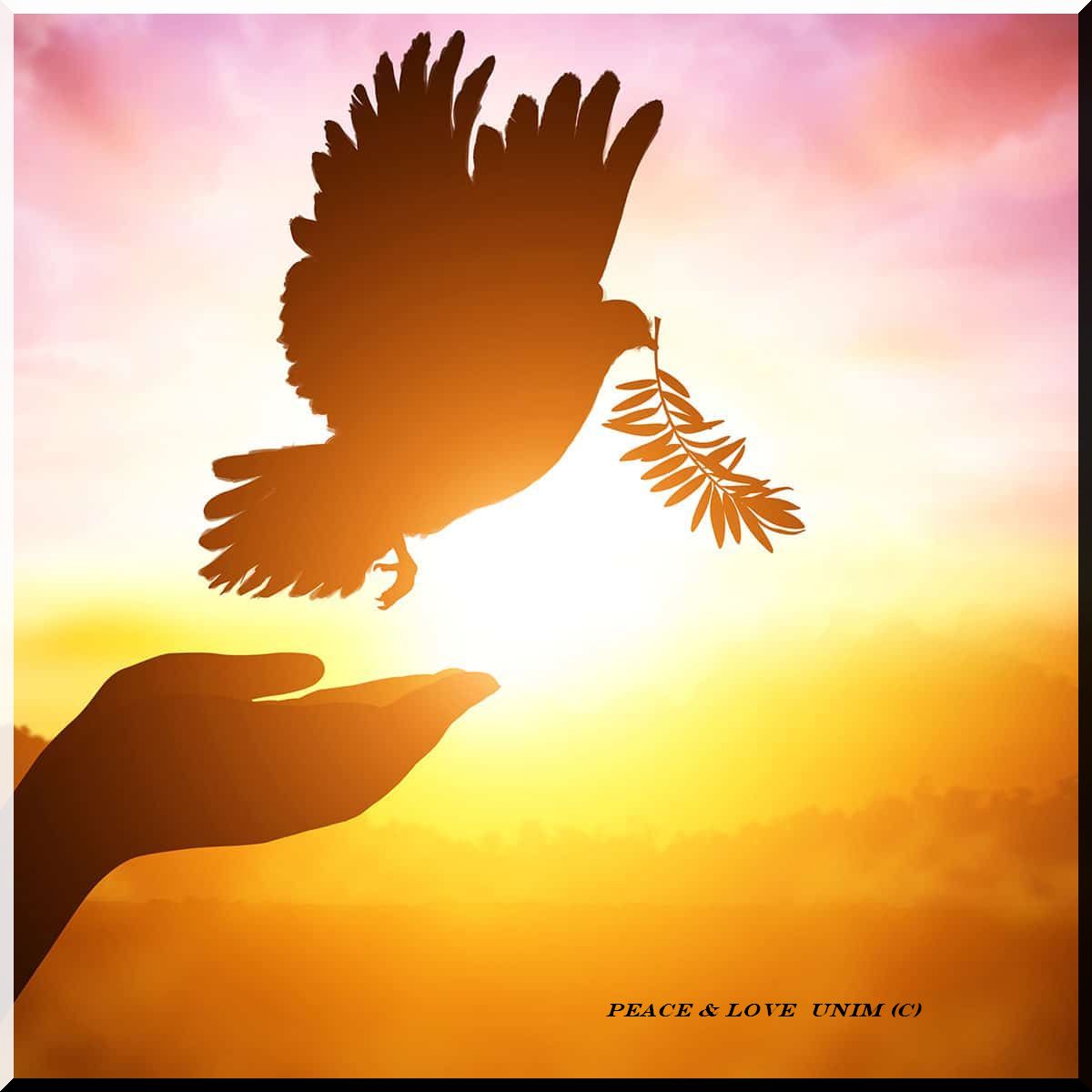 Imocunigo's tweet photo. Our collective hearts go out to the people of Los Angeles, California, USA, as they face the devastating wildfires. In the midst of this tragedy, we find strength in resilience and solidarity. With 16 precious lives lost and homes, businesses, and nature destroyed, we remain committed to supporting the recovery efforts.

 We're working tirelessly to provide essential resources, including MREs, Water, Medical Supplies, Trauma Kits, Communication Systems, and Tele-Mental Health Services.

 As we honor the memories of those lost, we stand with the people of Los Angeles, empowering them to rebuild and reclaim their lives. Let us unite in compassion and support, rather than allowing this tragedy to be exploited for political gain. Instead, let us focus on comforting and uplifting the affected families, preserving humanity, and fostering hope. January 12th, 2025 #PreservingHumanity #hope #love #california #worldcentralkitchen #UNDF
