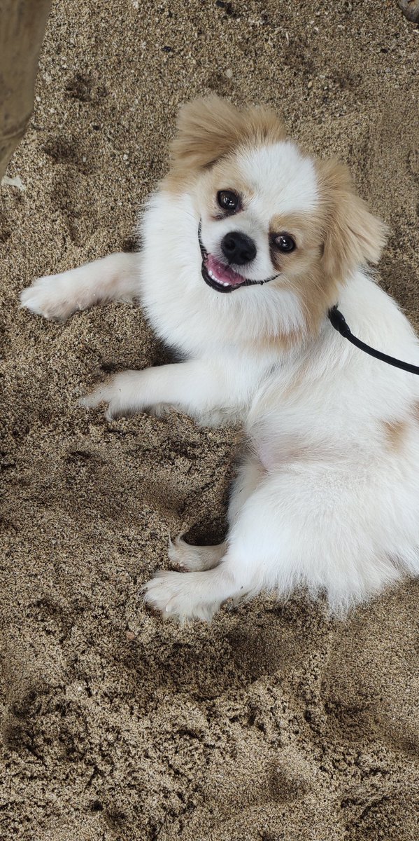 albertitobito's tweet photo. #Motography  🏖️ 🐶🤳🏼
@Moto https://t.co/5ecL2qjHDS