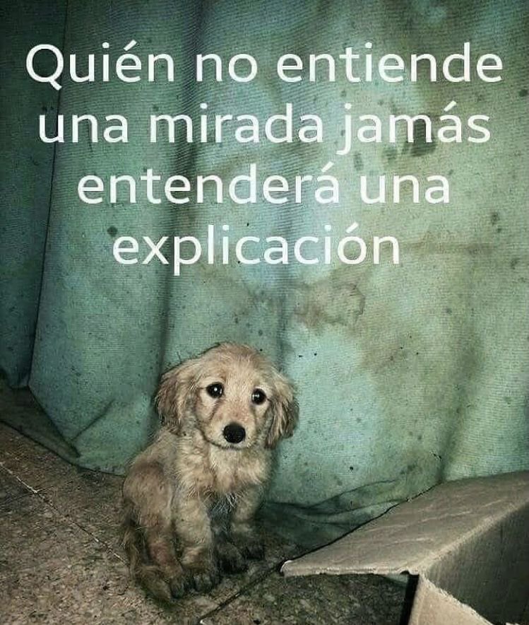 Tan solo lee mi mirada❤️
Rescata. Adopta🐾🐾🙏🏻