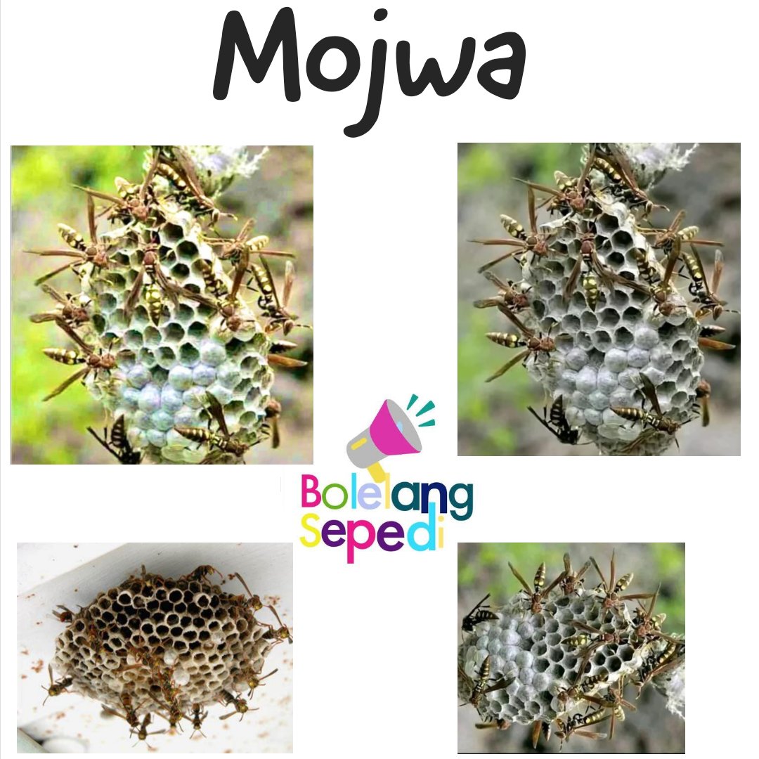BolelangSepedi's tweet photo. Mojwa

Mojwa ke mohuta wa seboba woo ba bangwe ba o bitšago 'nosi ya semana'. 

Na lena mohuta wo wa seboba o lego fa seswantšhong le o bitšwa eng?

Na gona o tseba Semana goba nosi ya Semana e le e bjang? https://t.co/Tya3o7SrRY