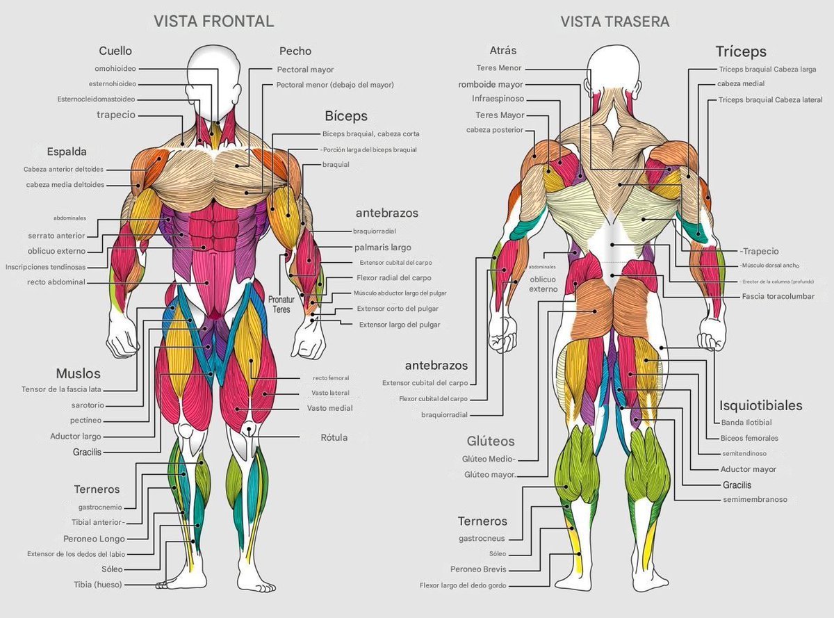 carlos_muscul's tweet photo. Los mejores ejercicios para cada grupo muscular

(🔖𝘎𝘶𝘢𝘳𝘥𝘢 𝘦𝘴𝘵𝘦 𝘩𝘪𝘭𝘰 𝘱𝘢𝘳𝘢 𝘤𝘶𝘢𝘯𝘥𝘰 𝘷𝘢𝘺𝘢𝘴 𝘢𝘭 𝘨𝘪𝘮𝘯𝘢𝘴𝘪𝘰) https://t.co/NJLPAIQc84