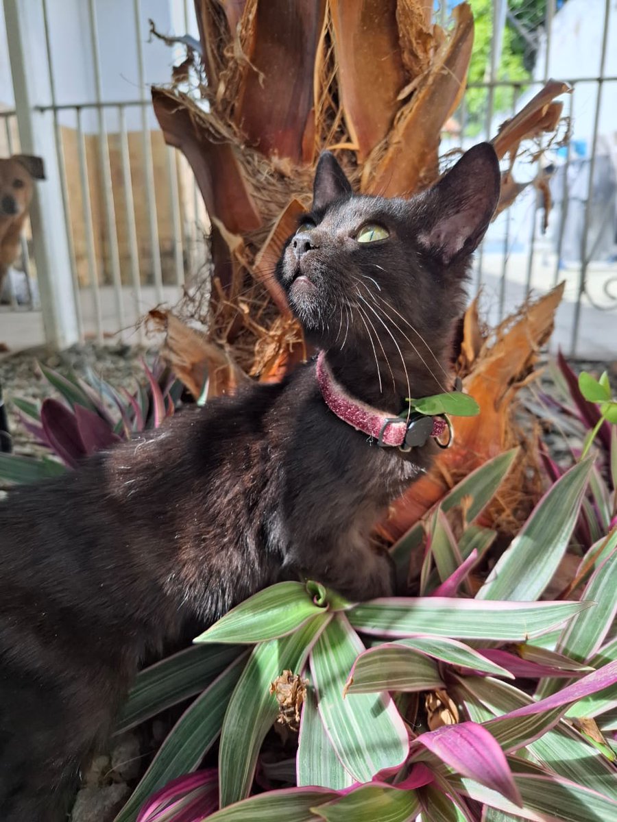 yaracalcagno's tweet photo. Difundo. Hermosa gatita negra en adopcion, tiene tres meses. Cubro su esterilización y medicamentos cuando tenga la edad. Ayúdame a publicar 04128884808
Se encuentra en el Estado Aragua 
Pero la muchacha que la tiene resguardada puede llevarla hasta su adoptante https://t.co/iTqxWTlWXy