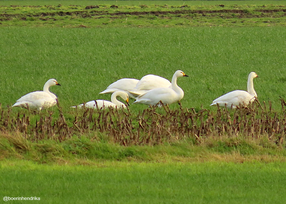 boerinhendrika's tweet photo. Rondje erf: #kleine_zwanen /6
#eenden #wintergasten
#ObsIdentify
#boerennatuur💚
#gangbare_landbouw🍀 https://t.co/9FtyAa6Re8