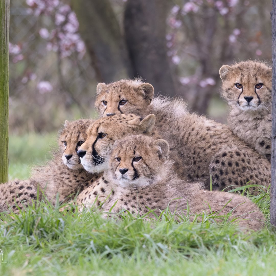 CCFCheetahUK's tweet photo. Female cheetah with her cubs 🐾.

📷 @helenblack_animals https://t.co/2yvJ7BuhOE