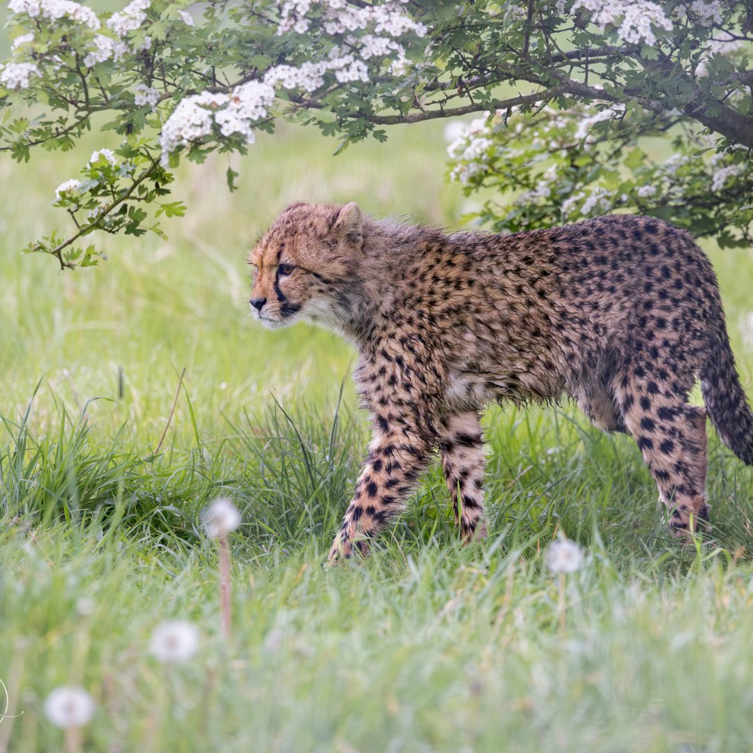 CCFCheetahUK's tweet photo. Female cheetah with her cubs 🐾.

📷 @helenblack_animals https://t.co/2yvJ7BuhOE