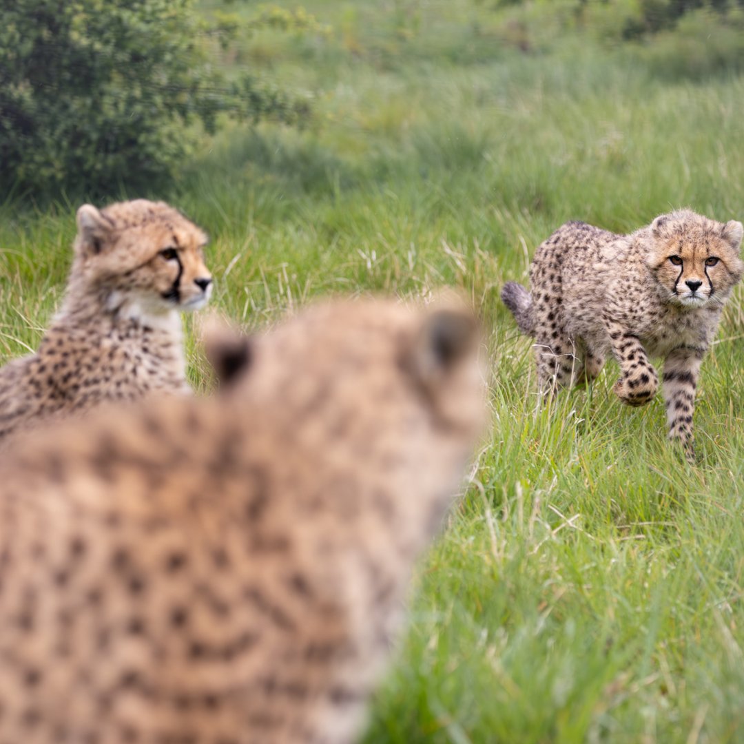 CCFCheetahUK's tweet photo. Female cheetah with her cubs 🐾.

📷 @helenblack_animals https://t.co/2yvJ7BuhOE