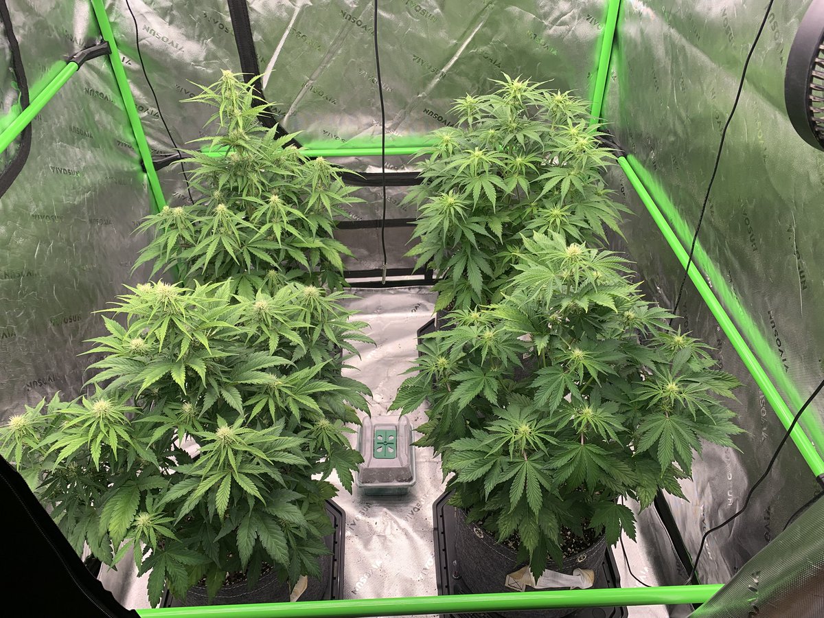 GrowsOhio's tweet photo. Tents update: the autos are flourishing, they have some tent mates, we will see if they pop! The Blue Dream looks happy too!!! Happy Sunday y’all!!!!
.
.
.
#vivosun #marshydro #organic #foxfarm #customblend #sungro #blackgold #gaiagreen #loyaltothesoil #cannafam https://t.co/Ae2C6CXonl