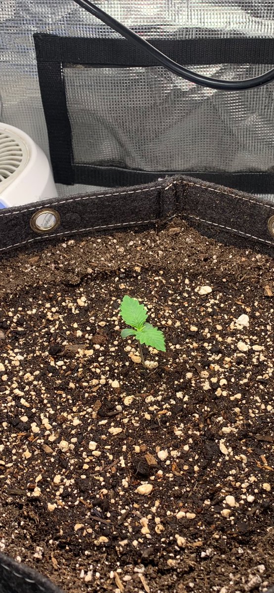 GrowsOhio's tweet photo. Tents update: the autos are flourishing, they have some tent mates, we will see if they pop! The Blue Dream looks happy too!!! Happy Sunday y’all!!!!
.
.
.
#vivosun #marshydro #organic #foxfarm #customblend #sungro #blackgold #gaiagreen #loyaltothesoil #cannafam https://t.co/Ae2C6CXonl