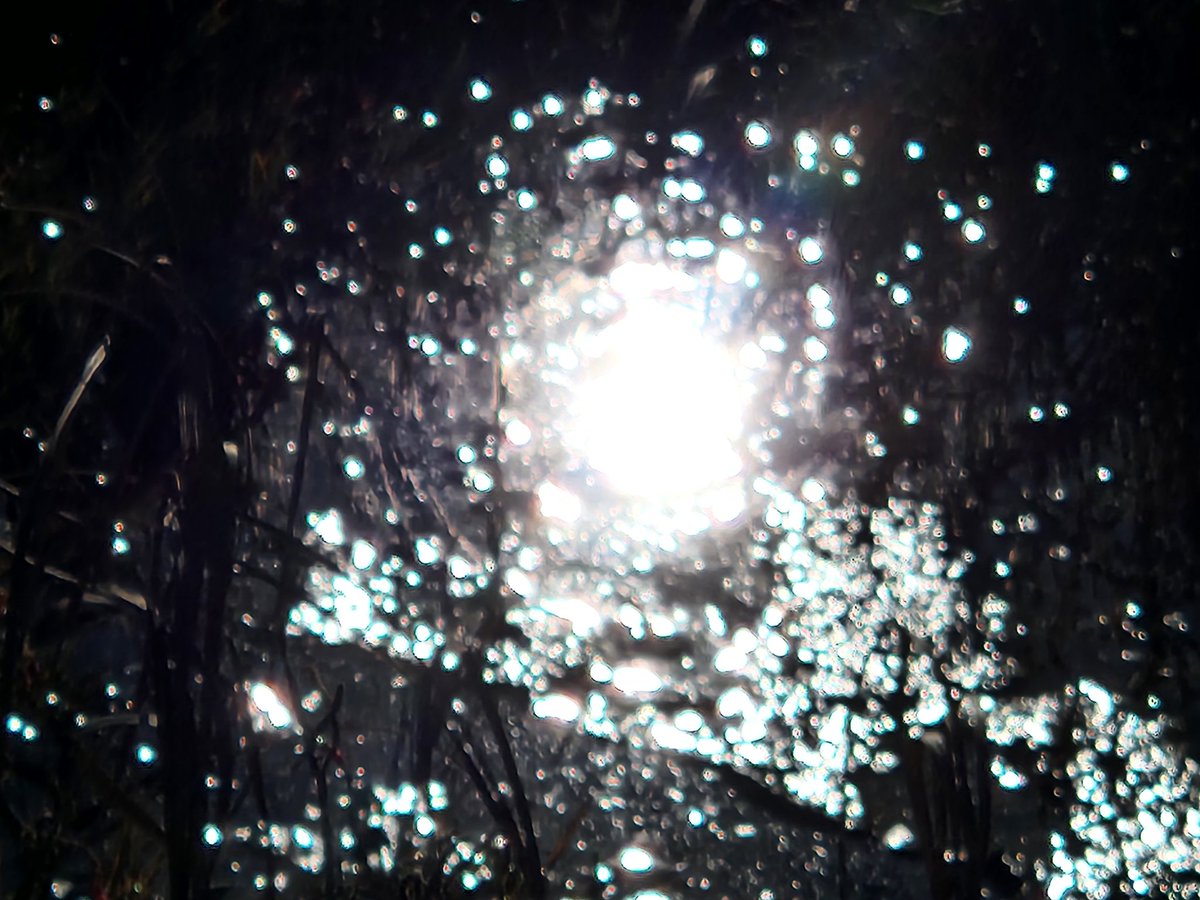 bufocalvin's tweet photo. #PuddlePics
Recently, at the nature preserve
I shot a little video this time...I really like that! https://t.co/vvGonap0yY