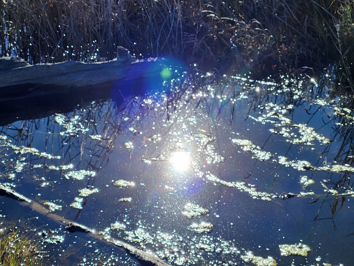 bufocalvin's tweet photo. #PuddlePics
Recently, at the nature preserve
I shot a little video this time...I really like that! https://t.co/vvGonap0yY