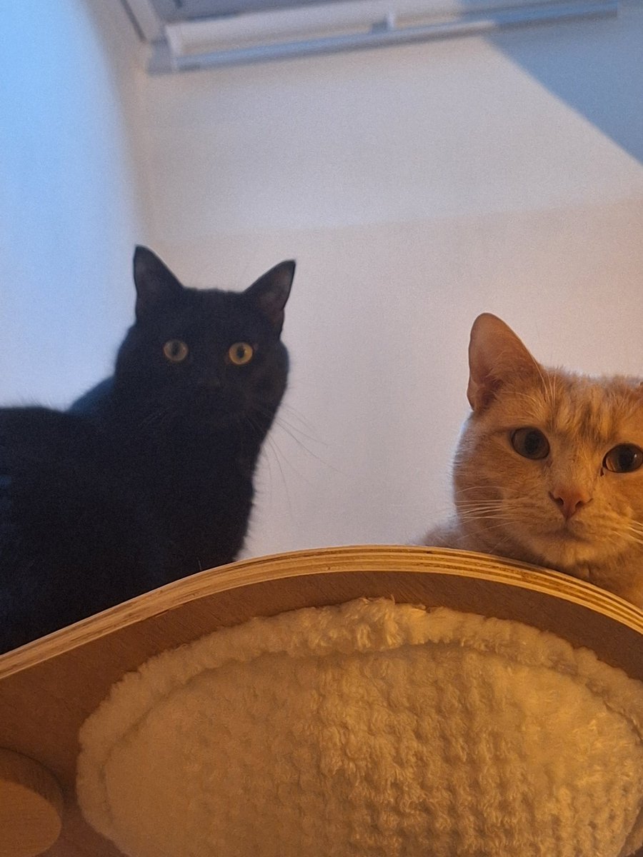 CDr0ms's tweet photo. J'ai un ami qui m'a dit que c'était peut être un peu abusé de mettre ce genre d'arbre à chats chez moi.
J'entends pas les rageux https://t.co/PXbgnquWyf