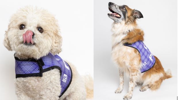 DENAirport's tweet photo. CATS in the building! Get some travel cuddles from these adorable pups and our fabulous feline. 🐱 🐶 

Concourse A
Frankie 9:30-11:30 a.m.
Maverick 11 a.m.-1 p.m.

Concourse C
Xeli 6-8 p.m.

Main Terminal 
Biggie 9:45-11:45 a.m.
Leo 11:30 a.m.-1:30 p.m.
#DENCATS https://t.co/x5weaO7eZB
