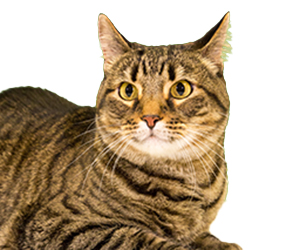 DENAirport's tweet photo. CATS in the building! Get some travel cuddles from these adorable pups and our fabulous feline. 🐱 🐶 

Concourse A
Frankie 9:30-11:30 a.m.
Maverick 11 a.m.-1 p.m.

Concourse C
Xeli 6-8 p.m.

Main Terminal 
Biggie 9:45-11:45 a.m.
Leo 11:30 a.m.-1:30 p.m.
#DENCATS https://t.co/x5weaO7eZB