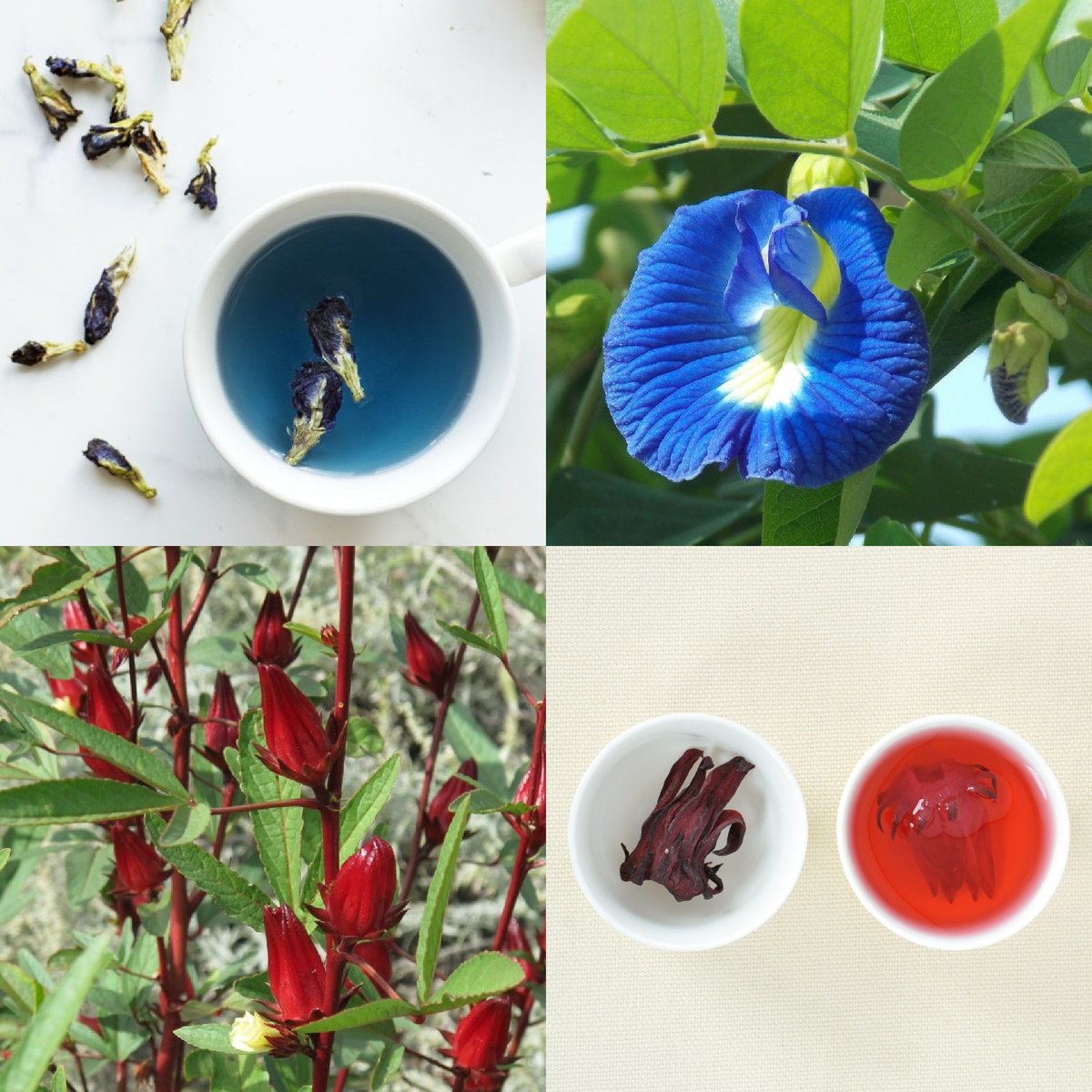 FeastsFromSeeds's tweet photo. It's National Hot Tea Day! It's the perfect time for planning your own homegrown tea! We offer lots of herbs for tea, but we're most excited about the lovely Butterfly Pea and Roselles. https://t.co/BTU5bN4hKr
#herbaltea #roselles #hibiscustea #butterflypea #bluepea #tea https://t.co/XrLVAmLtTy