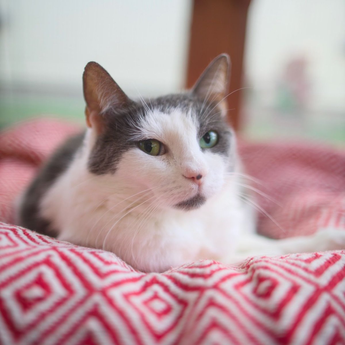 ShadowCatsTexas's tweet photo. No one delivers better side eye than Evie. So it's no surprise that for our #sideeyesunday you're getting a double dose of looks from this sweet lady 😼 https://t.co/eGJaEwtjRT