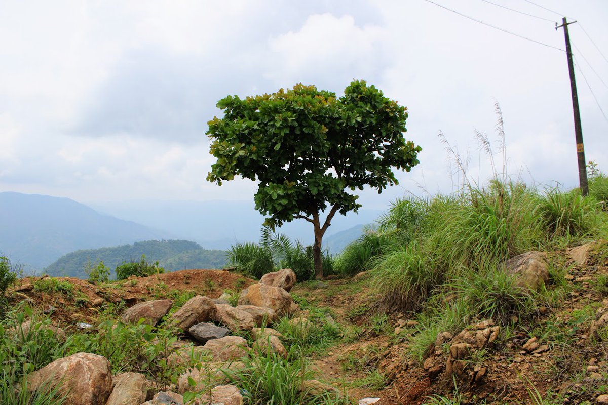Kuttikkanam hills in Kerala (India) : instagram.com/kencegeorgey/