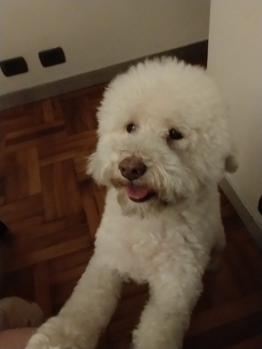 criscd__'s tweet photo. me parte el alma volver a casa y saber que no estás vos para recibirme. Espero que estés bien donde sea que estés. Te voy a extrañar un montón ❤️❤️ https://t.co/1G3j0CfgP2