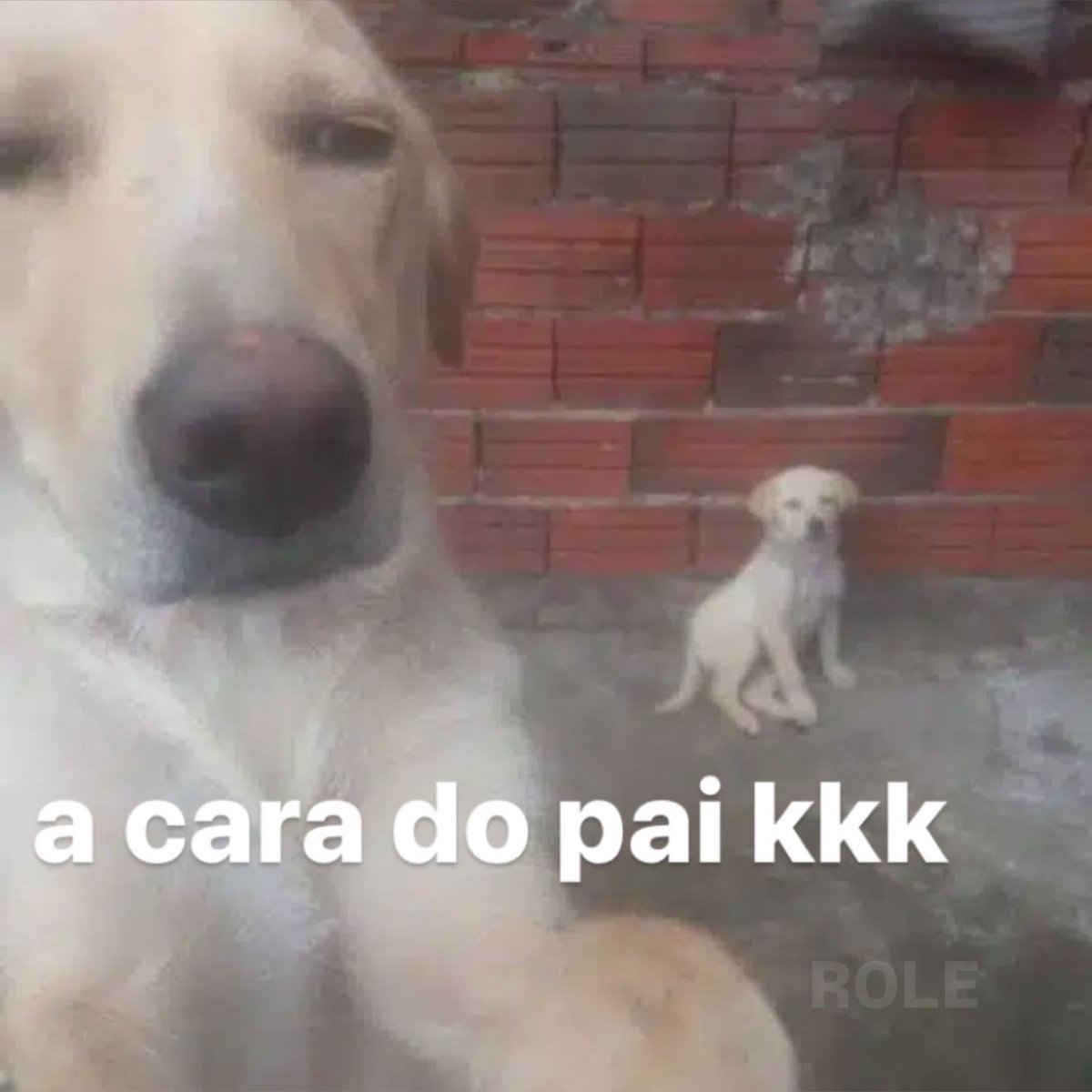 Shitpost do Macaco tweet media