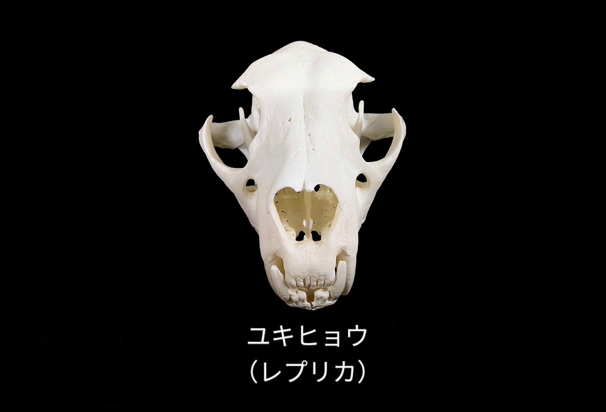 動物園からお借りしたユキヒョウ、オセロット、ジャガランディの頭骨