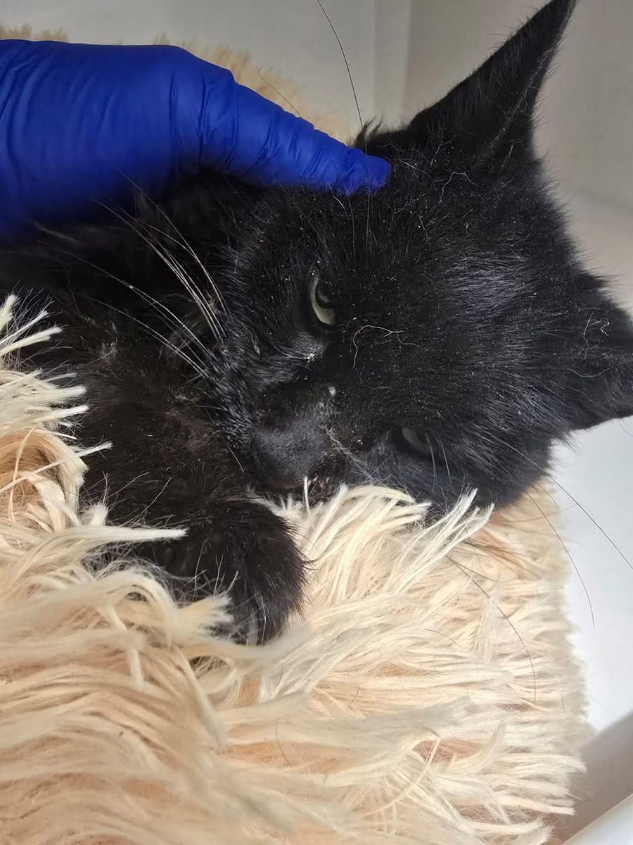 Bradford Cat Watch Rescue tweet media