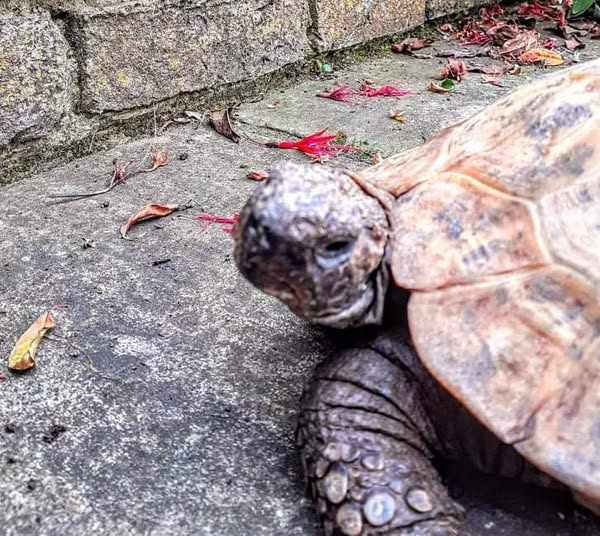 AlbertTortoise's tweet photo. I check every #nook. When I'm up. This is #ALBERTthetortoise reporting slight improvement in #temperature. HE did #admin things. Mainly #diary work. My #sleep continues. Hope the week starts well. #TakeCare https://t.co/ifzLh573KF
#tortoise #garden #shell #reptile #tortoiselove https://t.co/UQJXthdx6M